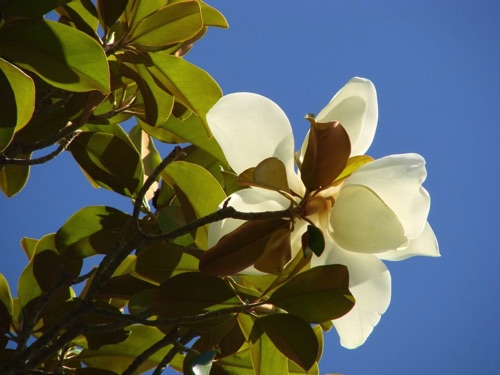 Magnolia in Blue Sky